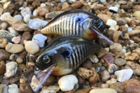 Image 9 of SPEEDBAITS Custom Airbrushed Crankbait 302