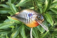 Image 12 of SPEEDBAITS Custom Airbrushed Crankbait 302