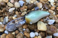 Image 4 of SPEEDBAITS Custom Airbrushed RK55 Crankbait 5295