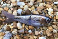 Image 3 of SPEEDBAITS Custom Airbrushed Glide Bait 5430