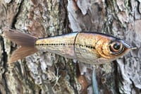 Image 7 of SPEEDBAITS Custom Airbrushed Glide Bait 5430