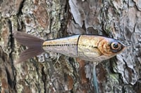 Image 8 of SPEEDBAITS Custom Airbrushed Glide Bait 5430