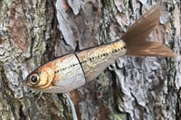 Image 9 of SPEEDBAITS Custom Airbrushed Glide Bait 5430