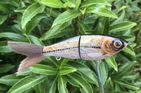 Image 10 of SPEEDBAITS Custom Airbrushed Glide Bait 5430