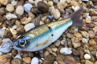 Image 2 of SPEEDBAITS Custom Airbrushed Glide Bait 5475