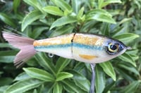 Image 10 of SPEEDBAITS Custom Airbrushed Glide Bait 5475