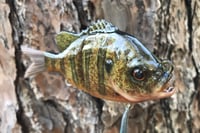 Image 10 of Custom Airbrushed Glide Bait 926