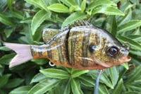 Image 14 of Custom Airbrushed Glide Bait 926