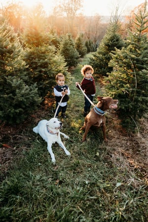 Image of DUMAS TREE FARM MINIS 2025