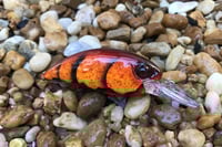 Image 16 of SPEEDBAITS Custom Airbrushed Duo Realis M65 8A KO 5462