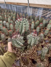 Image 1 of Rare Euphorbia Horrida Cactus: 6" Pot - Multiple Plants