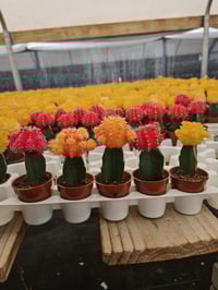 Image 1 of Mini Moon Cacti - Gymnocalycium mihanovichii - Grafted Cacti