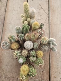 Image 1 of Mini Cactus Combo: Assorted Varieties in Pot