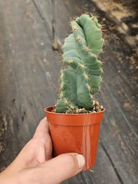 Image 1 of Cereus peruvianus - Spiral Cactus - Rare plant, super pretty