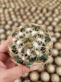 Image 1 of Coryphantha Bee Hive Cactus: Unique Desert Plant in 6.5cm Pot