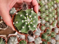 Image 1 of Domino Cactus - Echinopsis subdenudata