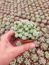 Image 1 of Baby Toes Succulent - Fenestraria aurantiaca. Specialty succulents