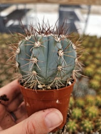 Image 1 of Blue Melocactus Azureus: Rare Turks Cap Cactus - 6.5cm Pot