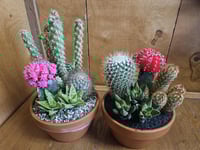 Image 1 of Cactus Garden in 5" Clay Pot: Decorative Sand & Plant Assortment