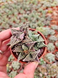 Tiger Jaw Succulent - Faucaria