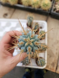 Image 2 of Rare Blue Cactus - Browningia hertlingianus - Dark Blue with Thick Spines