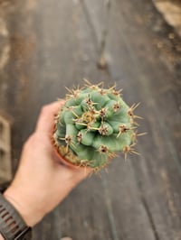 Image 2 of Cereus peruvianus - Spiral Cactus - Rare plant, super pretty