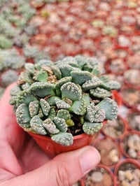 Image 1 of Titanopsis Succulent: Unique Rare Plant (6.5cm Pot)