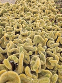 Image 2 of Crested Rat Tail Cactus: Cleistocactus winteri cristata - Rare Golden Succulent