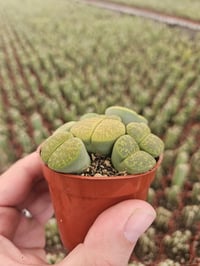 Image 2 of All Green Lithops Plant - Hand Picked - 6.5cm Pot