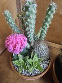 Image 2 of Cactus Garden in 5" Clay Pot: Decorative Sand & Plant Assortment