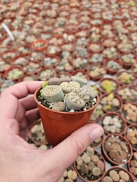 Image 2 of Lithops Living Stone Plant - Hand Picked 6.5cm Pot