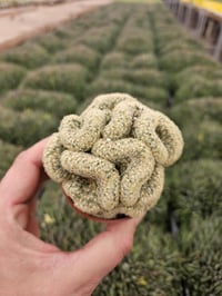 Image 2 of Rare Brain Cactus - Mammillaria Elongata Cristata, 6.5cm Pot