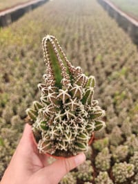 Image 2 of Fairy Castle Cactus!