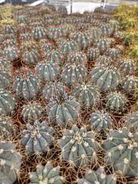 Image 2 of Blue Melocactus Azureus: Rare Turks Cap Cactus - 6.5cm Pot