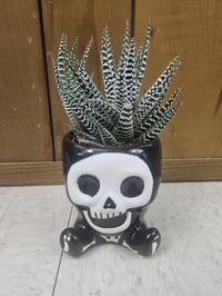 Image 2 of Halloween Monster Pots with Haworthia! Skeleton, Frankenstein, or a Mummy!