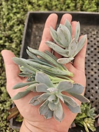 Image 2 of Succulent Cuttings: Bare Root, Grower's Choice for DIY Crafts