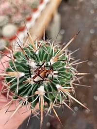 Image 2 of Stenocactus multicostatus: Original Brain Cactus in 6.5cm Pot