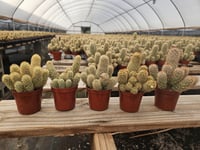 Image 1 of Lady Finger Cactus (Mammillaria elongata) - 2.5" Pot