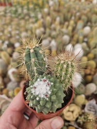 Image 2 of Mini Cactus Combo: Assorted Varieties in Pot