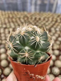 Image 2 of Coryphantha Bee Hive Cactus: Unique Desert Plant in 6.5cm Pot