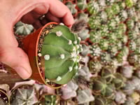 Image 2 of Domino Cactus - Echinopsis subdenudata