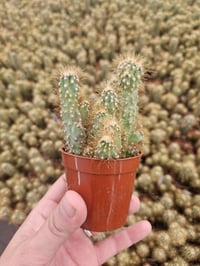 Image 2 of Cacti! 6 pack Assorted 2.5" Cactus - Growers Choice - Mixed Types, Various Varieties - Healthy Ca...
