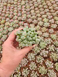 Image 2 of Baby Toes Succulent - Fenestraria aurantiaca. Specialty succulents