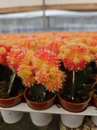 Image 3 of Mini Moon Cacti - Gymnocalycium mihanovichii - Grafted Cacti