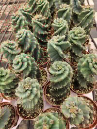 Image 3 of Cereus peruvianus - Spiral Cactus - Rare plant, super pretty