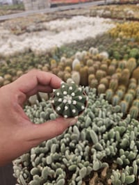 Image 1 of Assorted Baby Cacti - 10 Pack - 1.5" Growers Choice