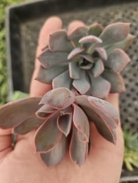 Image 3 of Succulent Cuttings: Bare Root, Grower's Choice for DIY Crafts