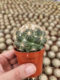 Image 3 of Coryphantha Bee Hive Cactus: Unique Desert Plant in 6.5cm Pot