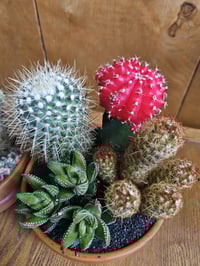 Image 3 of Cactus Garden in 5" Clay Pot: Decorative Sand & Plant Assortment