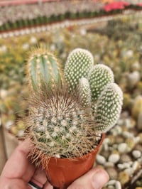 Image 3 of Mini Cactus Combo: Assorted Varieties in Pot